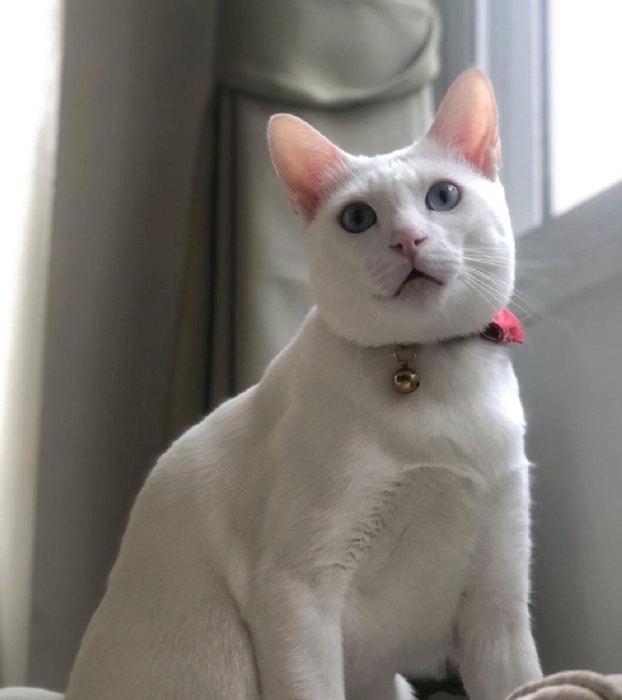 SHIRO