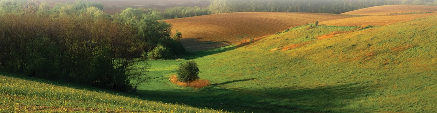 Green meadow