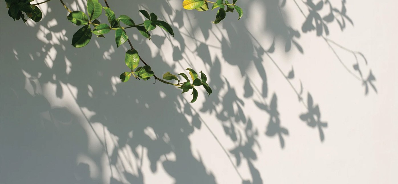 Leaf shadows on a wall
