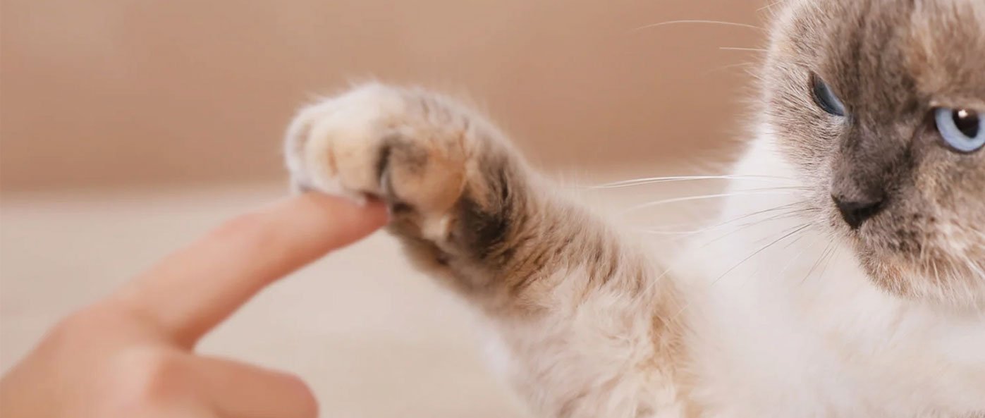 A cat reaching out its paw