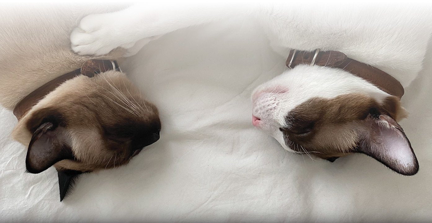 Skin Syrup ก้อนกลม project - rescued cats