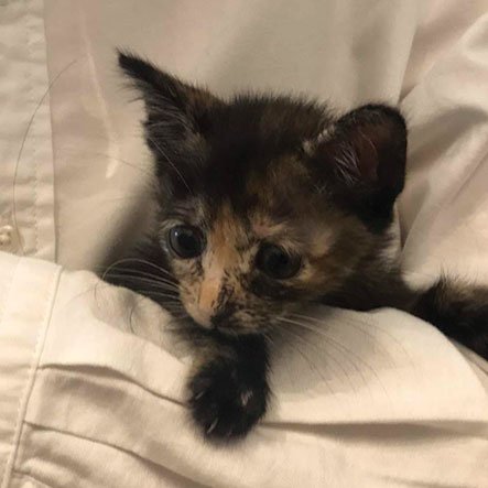 Rescued kitten