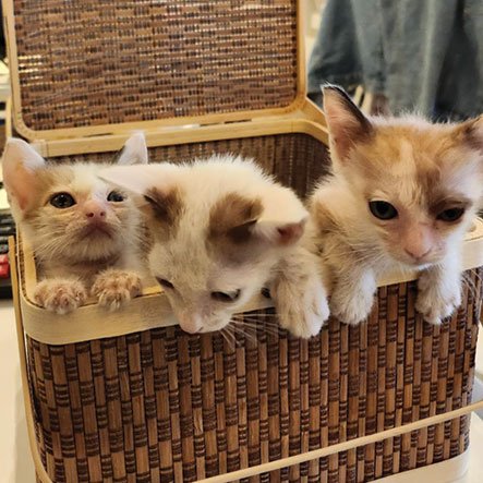 Rescued kittens in a basket