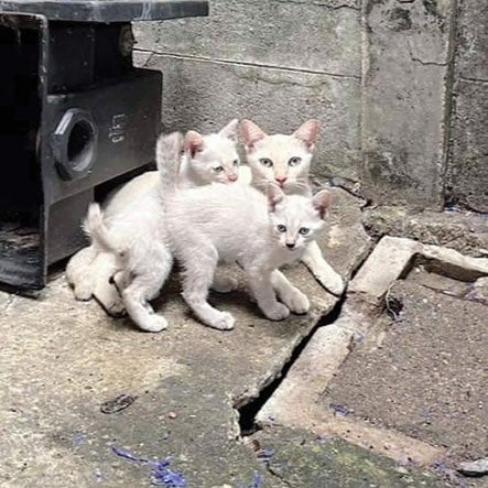 Rescued stray kittens