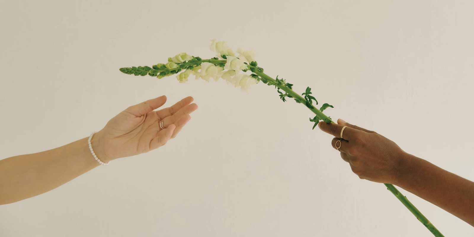 Two hands sharing a flower